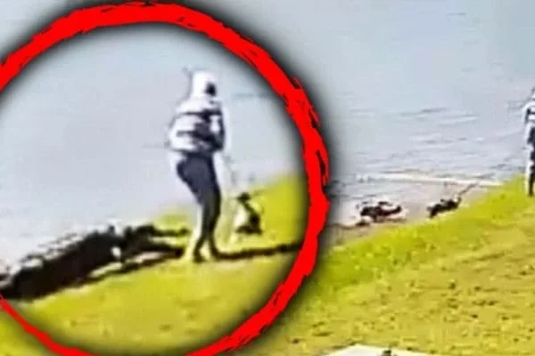 Latest News-Alligator Attack Video Unedited Video