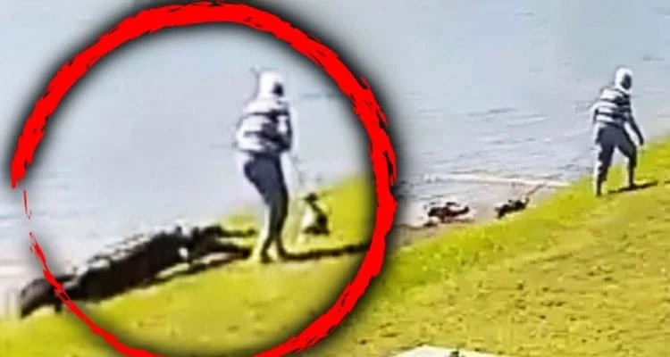 Latest News-Alligator Attack Video Unedited Video