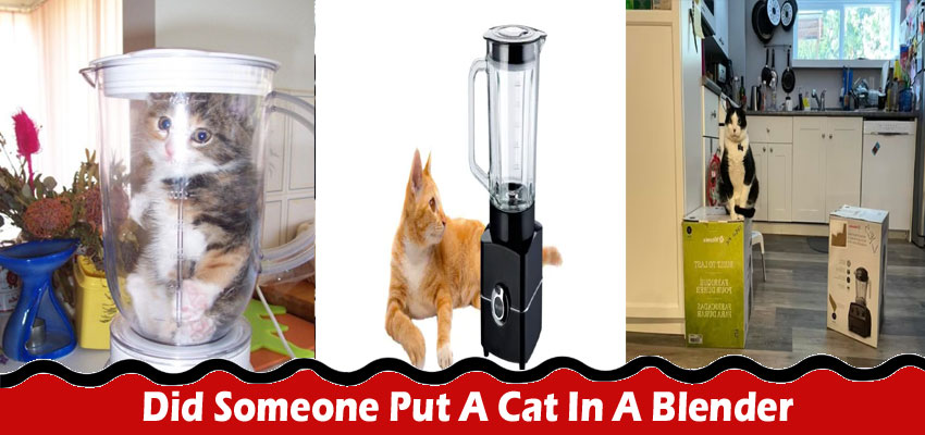 Latest News Did Someone Put A Cat In A Blender