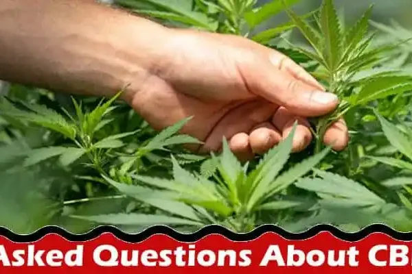 Latest News Commonly Asked Questions About CBD