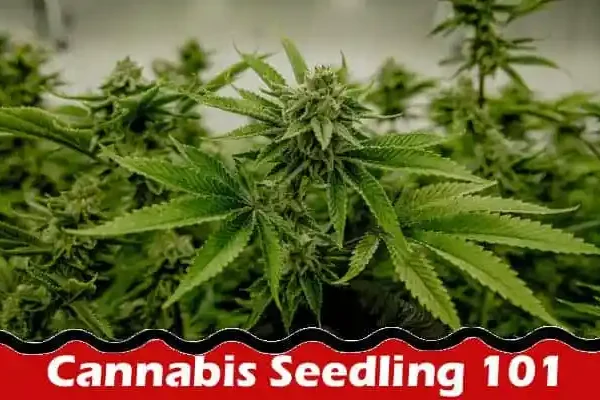 How to grow Cannabis Seedling 101