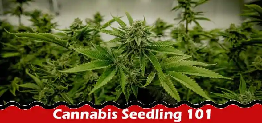 How to grow Cannabis Seedling 101