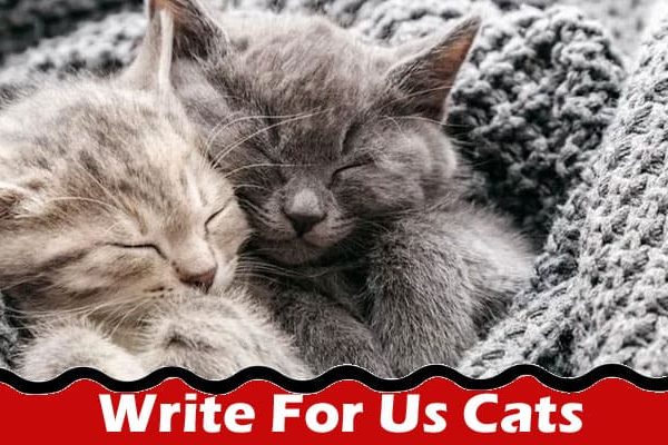 All Information About Write For Us Cats