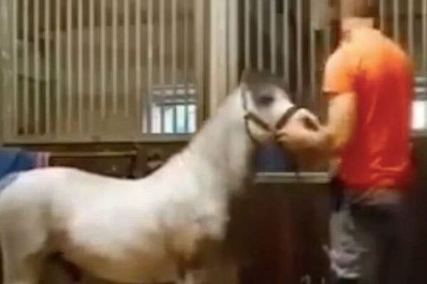 Latest News Michael Hanley Horse Video Viral