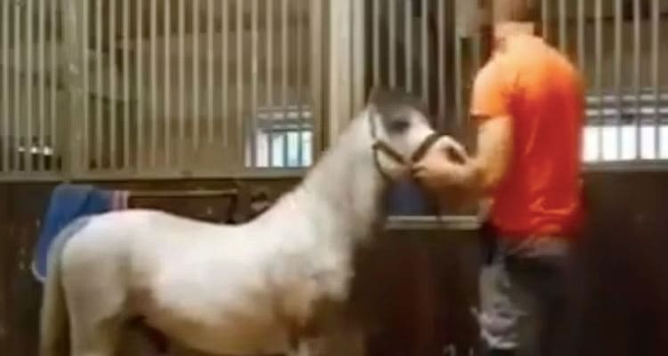 Latest News Michael Hanley Horse Video Viral