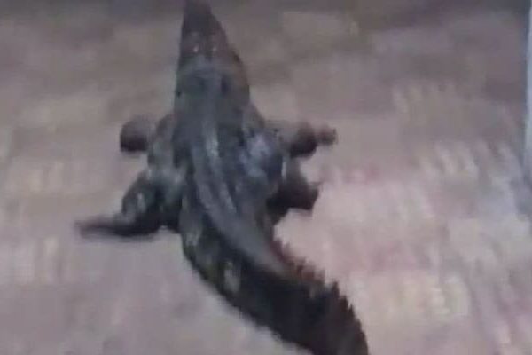 Latest News Daga Ragah Crocodile Video Original