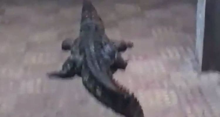 Latest News Daga Ragah Crocodile Video Original