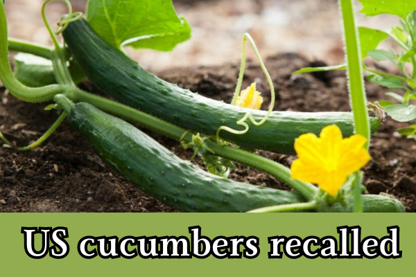 cucumbers