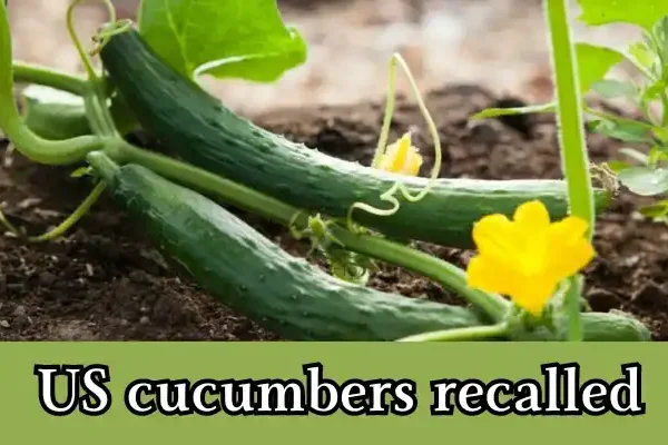 Must read; US cucumbers recalled