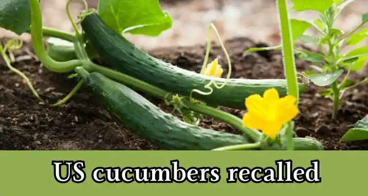 Must read; US cucumbers recalled