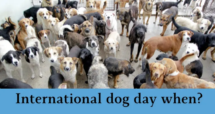 You must read International dog day 2024