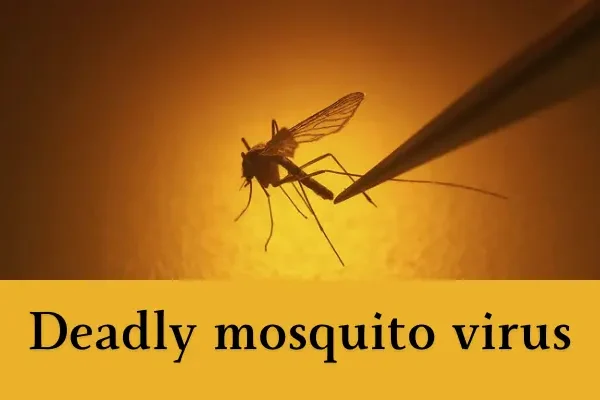 You must read deadly mosquito virus