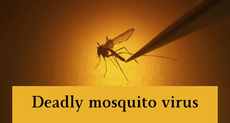 You must read deadly mosquito virus