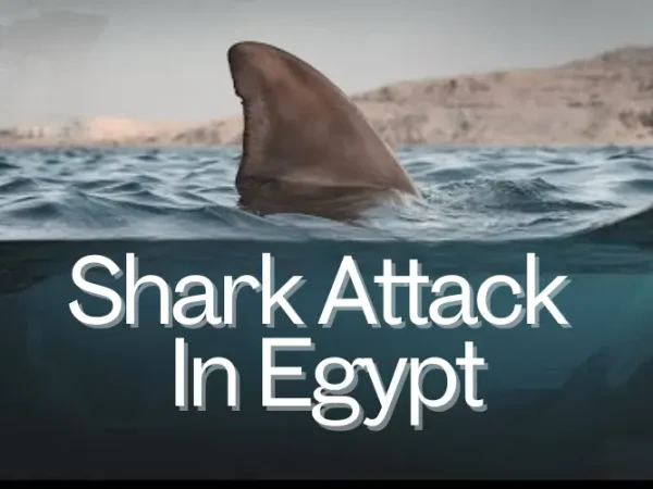 Shark Attack In Egypt