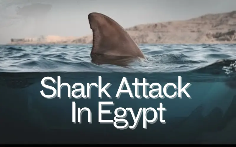 Shark Attack In Egypt